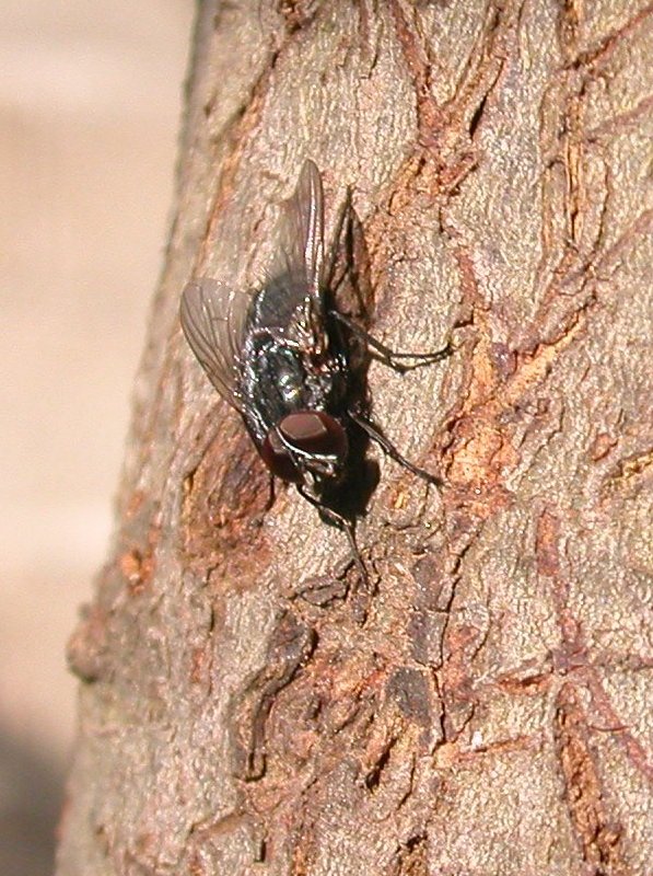 Muscina prolapsa (Muscidae)